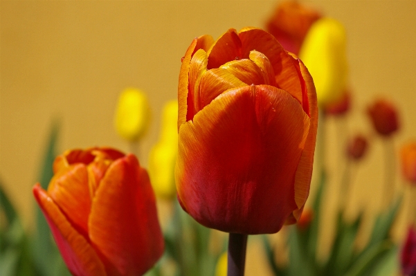 Nature plant flower petal Photo