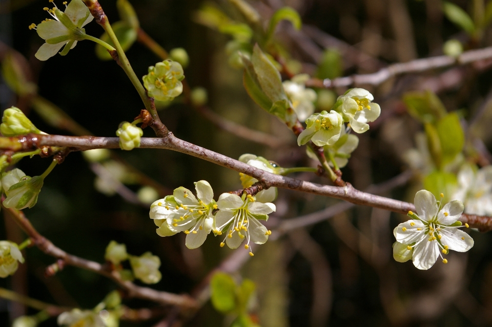 Drzewo natura oddział kwitnąć