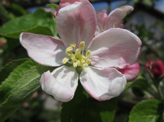 Tree nature blossom plant Photo