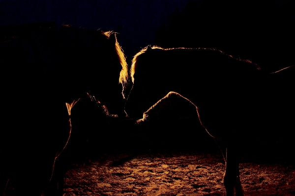 Light night animal dark Photo