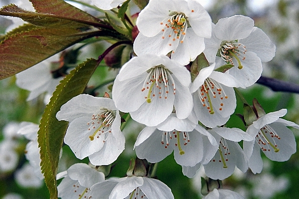 Branch blossom plant white Photo