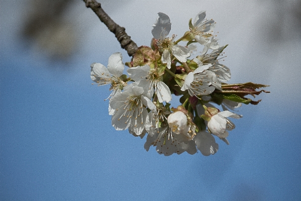 Tree nature branch blossom Photo