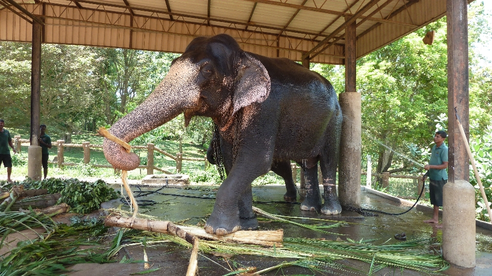 Cadena fauna silvestre zoo selva