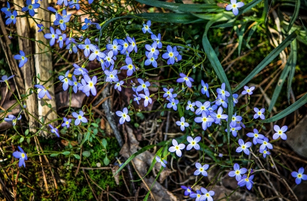 Blüte anlage blume kraut Foto