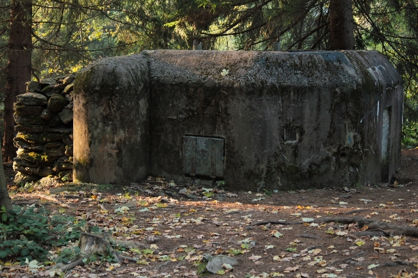 木 自然 rock 遺跡 写真