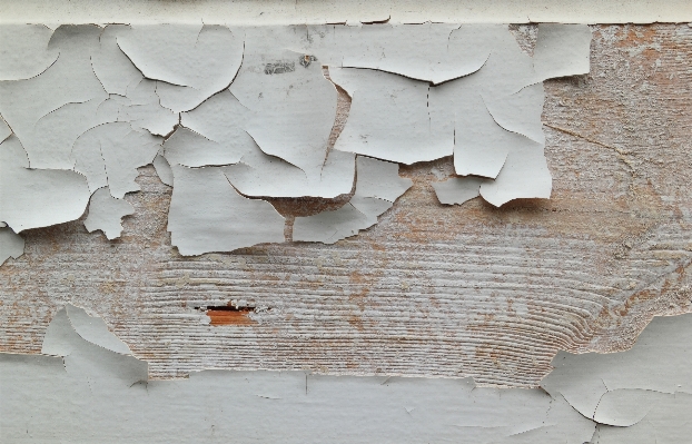 Wing wood white texture Photo