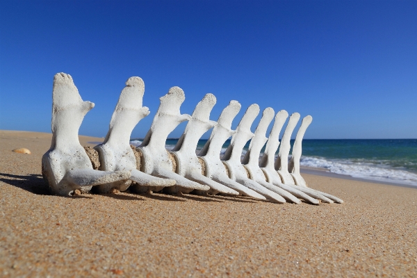 Foto Spiaggia mare sabbia mobilia