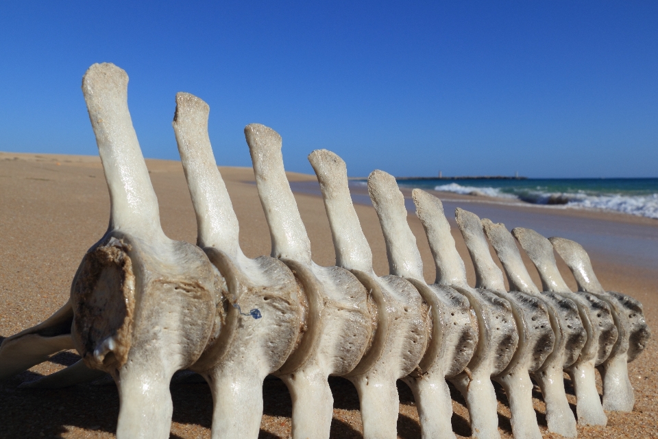 Beach sand wood fish