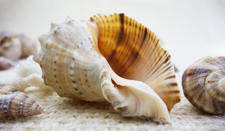 Beach sea nature spiral