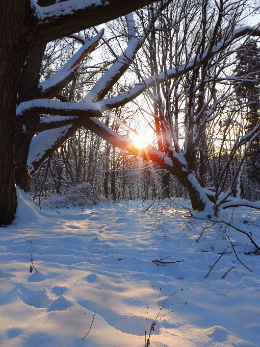 風景 木 自然 森