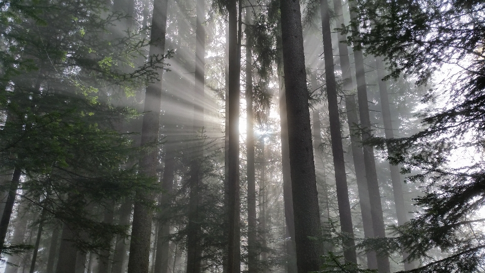 Landschaft baum natur wald