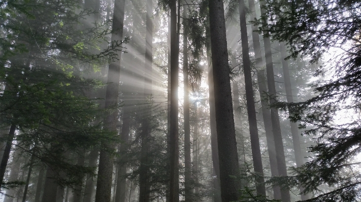 風景 木 自然 森 写真