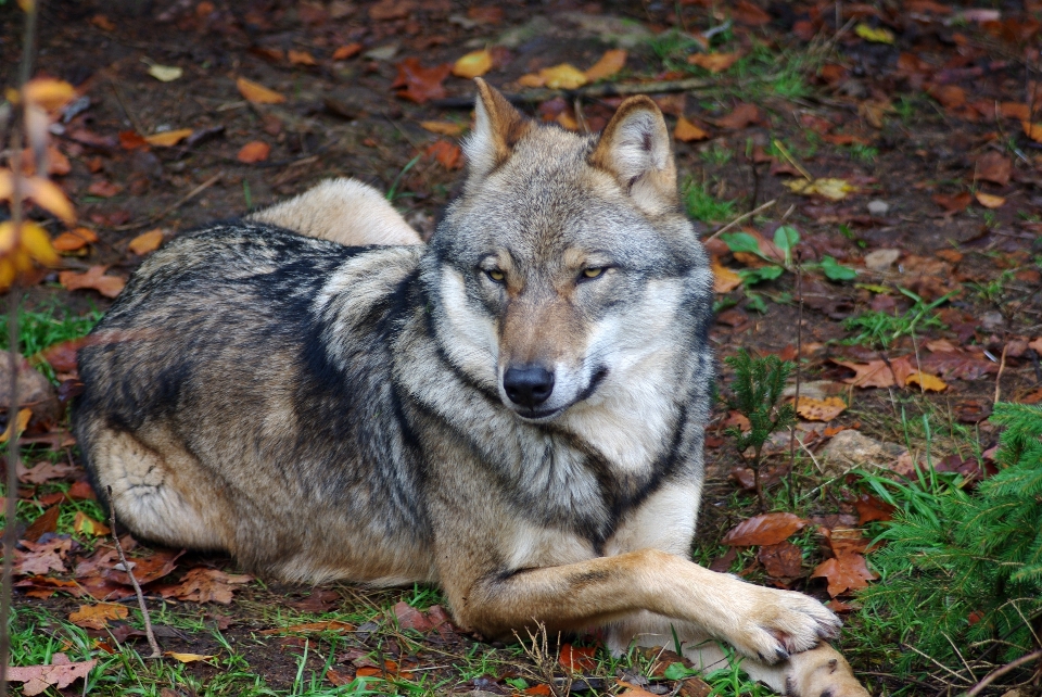 Paisagem floresta região selvagem
 cachorro