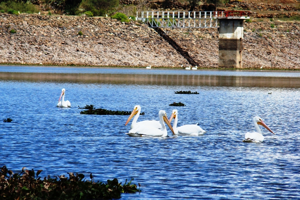 Acqua natura uccello bianco