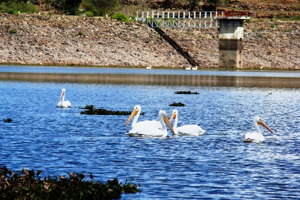 Water nature bird white Photo