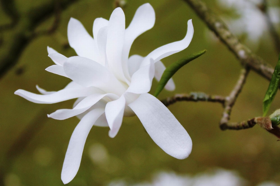 Natura ramo fiore pianta