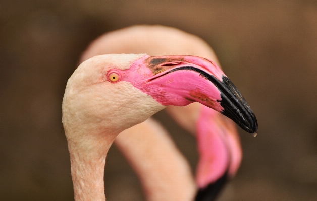 Bird wing animal zoo Photo