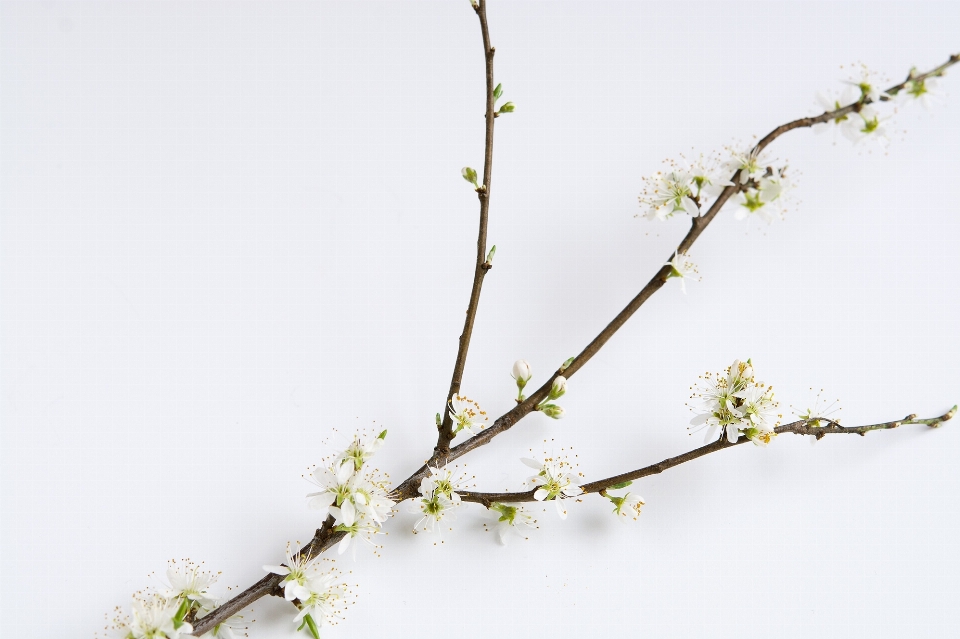 Baum zweig blüte anlage