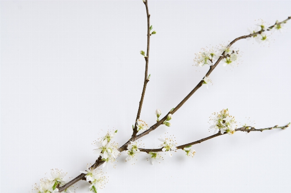 Tree branch blossom plant Photo