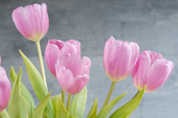 Blossom plant flower petal Photo