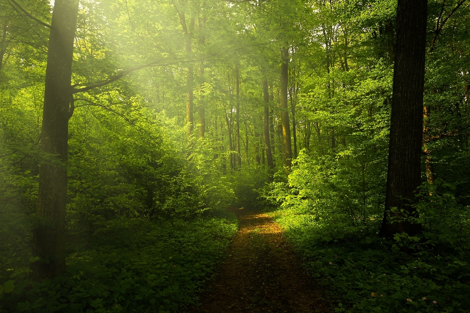 Landscape tree nature forest