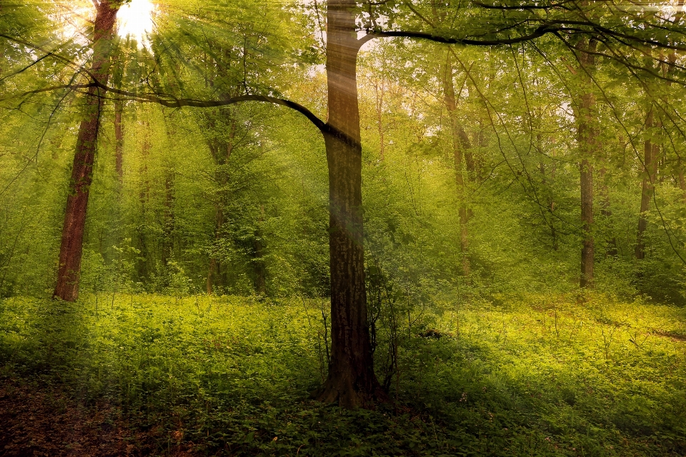 Paesaggio albero natura foresta