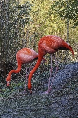 Water bird animal wildlife Photo