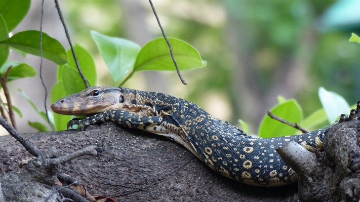 Nature branch animal looking Photo