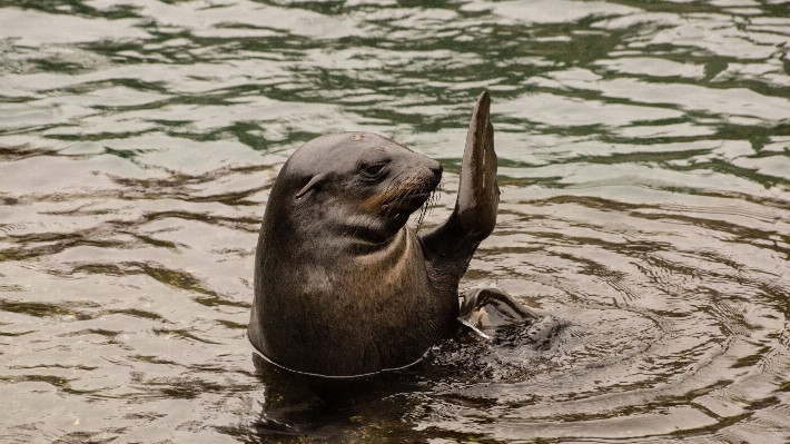 水 波 動物 野生動物 写真