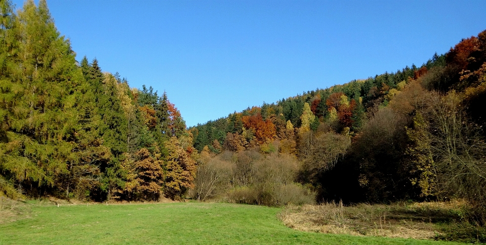 Paesaggio albero natura foresta