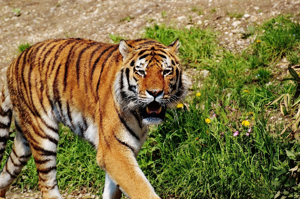 Wildlife zoo fur cat