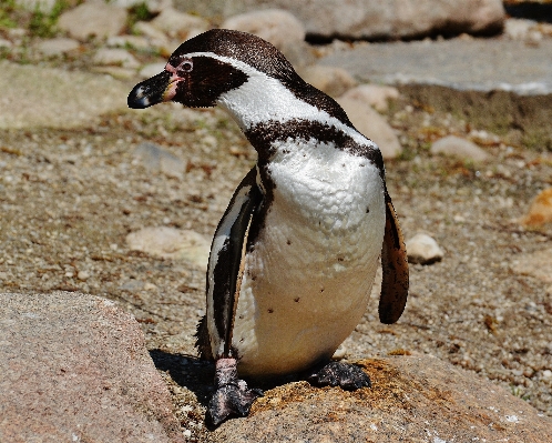 Foto Uccello dolce animale carino