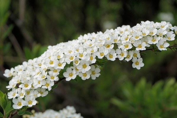 Branch blossom plant white Photo