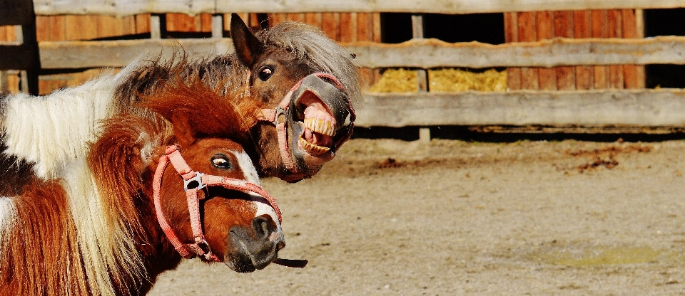 Natura giocare animale carino