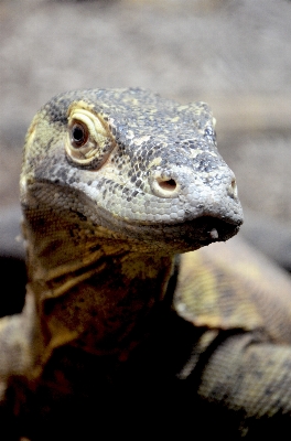 Wildlife reptile close fauna Photo