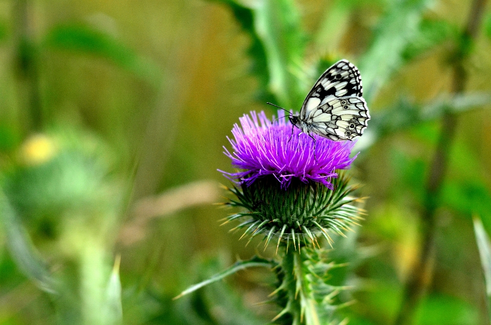 Natur gras anlage fotografie