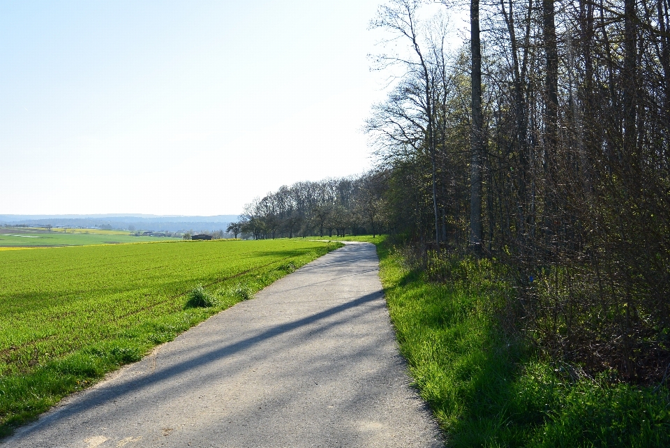 Landschaft baum natur wald