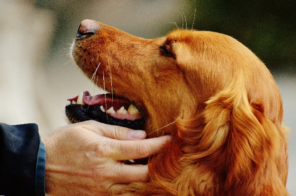 子犬 犬 動物 ペット 写真