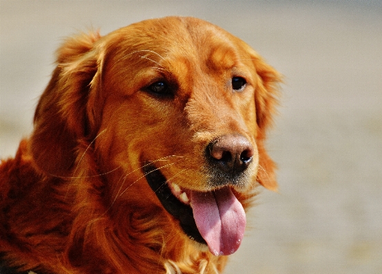 犬 動物 ペット 毛皮 写真