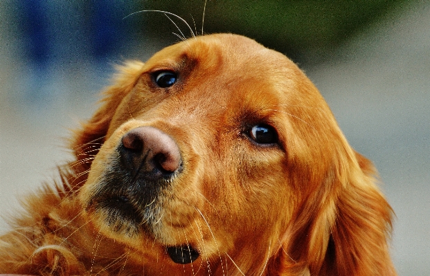 Foto Anjing satwa peliharaan bulu