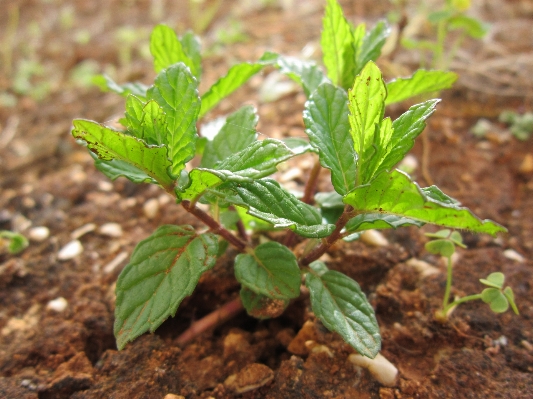 Nature plant sun leaf Photo