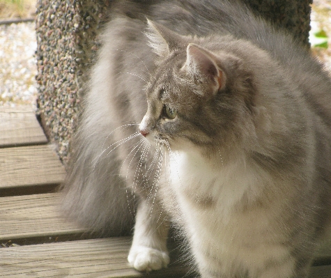 Foto Estate animale domestico gattino gatto