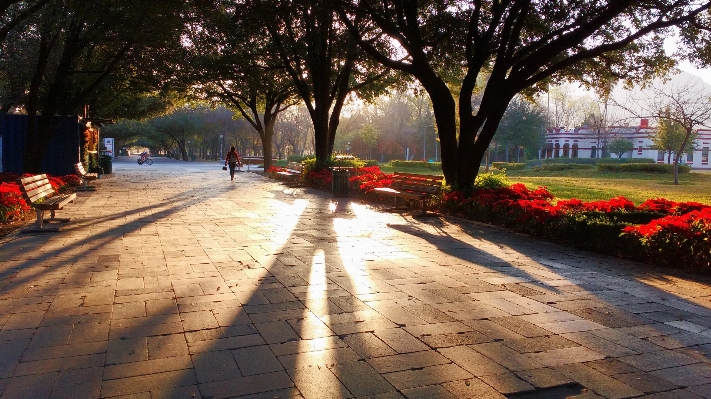 Foto Pohon pejalan kaki jalan pagi