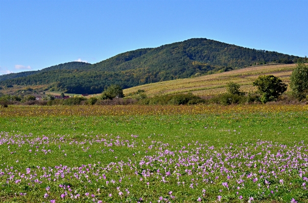 Foto Paisagem natureza floresta grama