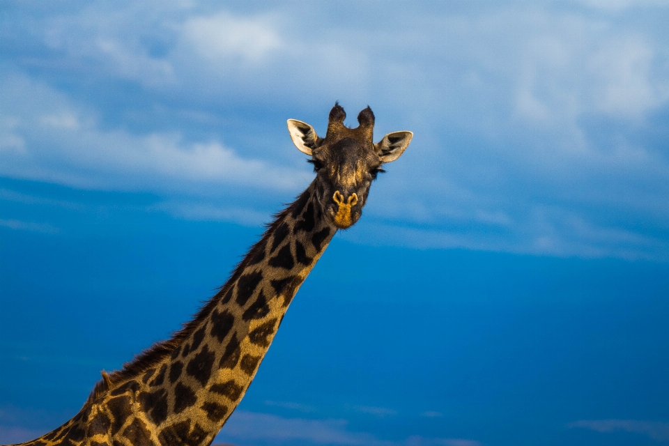 Région sauvage
 faune afrique mammifère