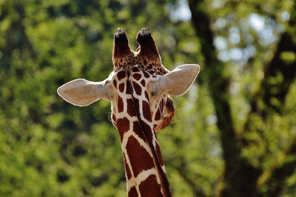 Natura animale animali selvatici zoo