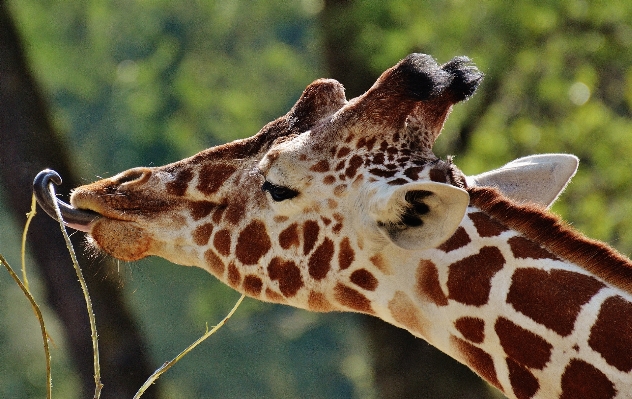 Foto Satwa margasatwa kebun binatang mamalia