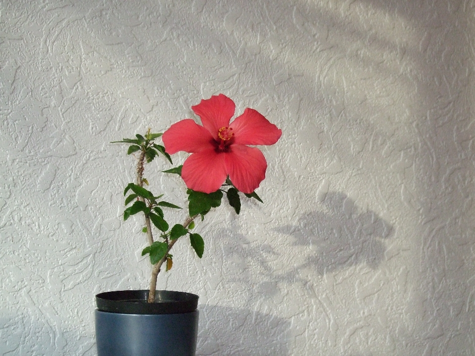 Plant white flower petal