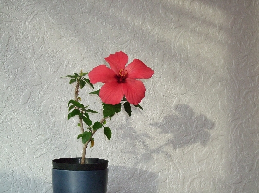 Anlage weiss blume blütenblatt Foto