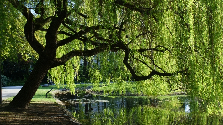 Landscape tree water nature Photo